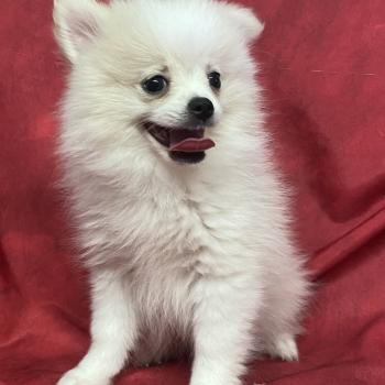 chiot Spitz allemand BIRNA spitz DISPONIBLE Domaine de la Chantelaie