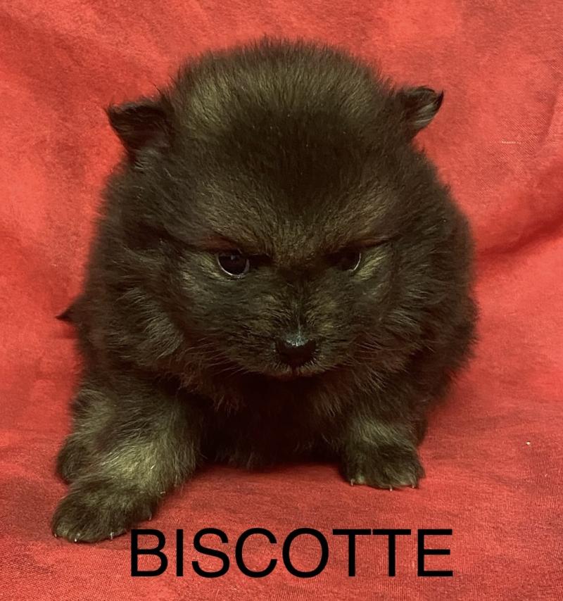BISCOTTE spitz à réserver Femelle Spitz allemand