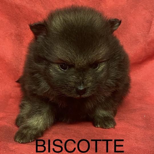 chiot Spitz allemand BISCOTTE spitz à réserver Domaine de la Chantelaie