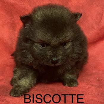 chiot Spitz allemand BISCOTTE spitz à réserver Domaine de la Chantelaie