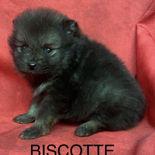 chiot Spitz allemand BISCOTTE spitz à réserver Domaine de la Chantelaie