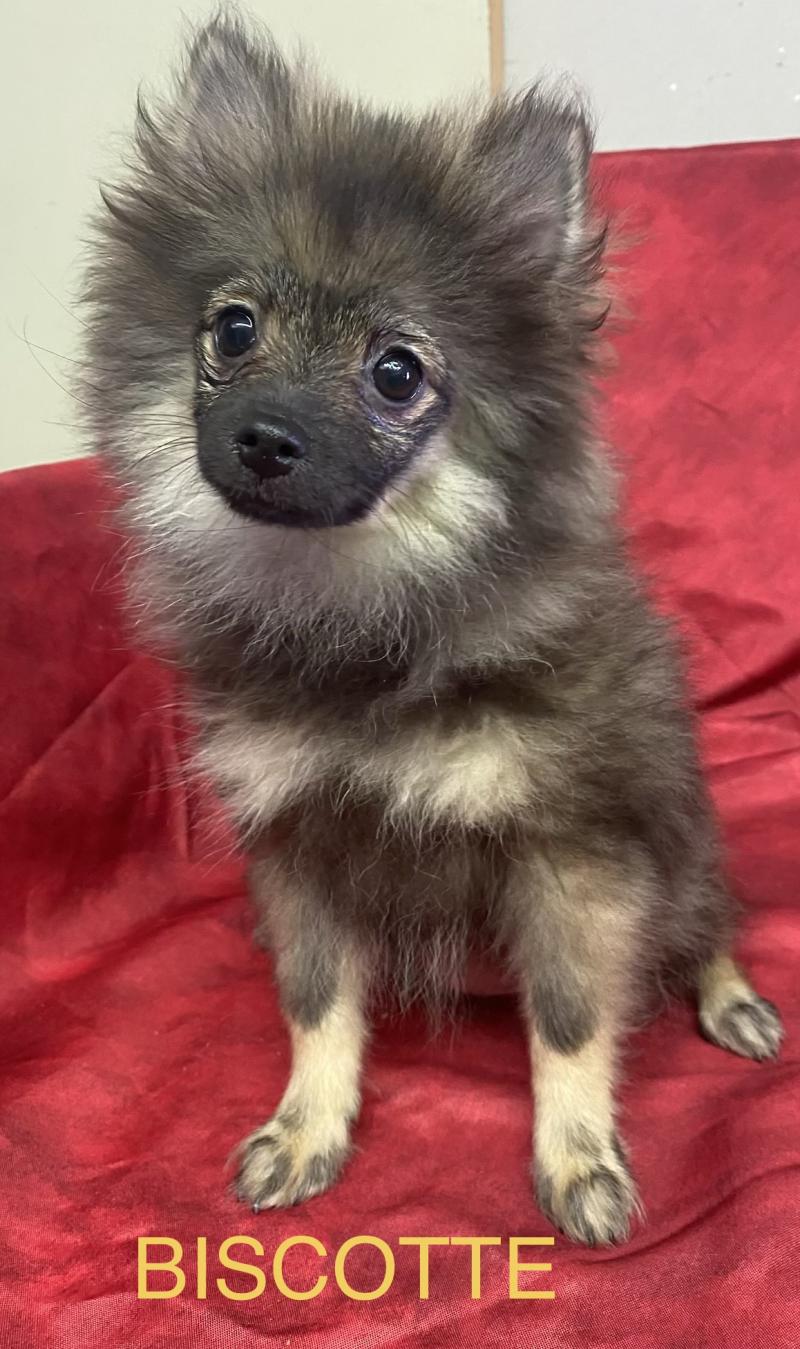 BISCOTTE spitz DISPONIBLE Femelle Spitz allemand