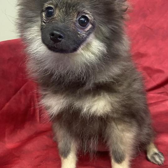 BISCOTTE spitz DISPONIBLE Femelle Spitz allemand