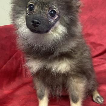 chiot Spitz allemand BISCOTTE spitz disponible Domaine de la Chantelaie