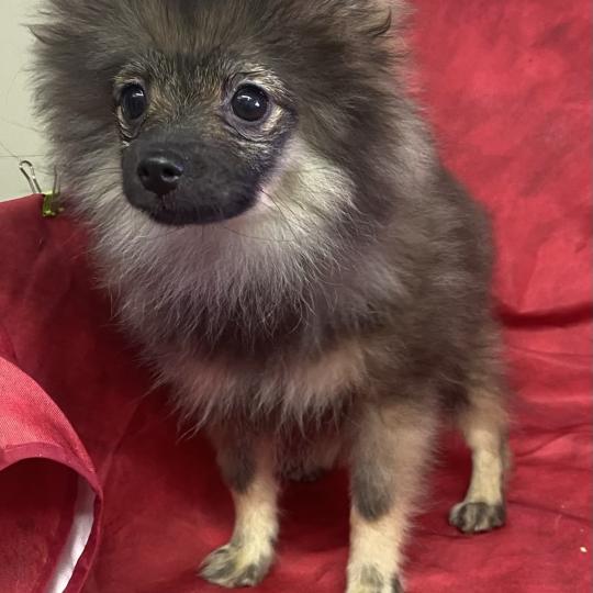 chiot Spitz allemand BISCOTTE spitz disponible Domaine de la Chantelaie