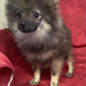 chiot Spitz allemand BISCOTTE spitz disponible Domaine de la Chantelaie