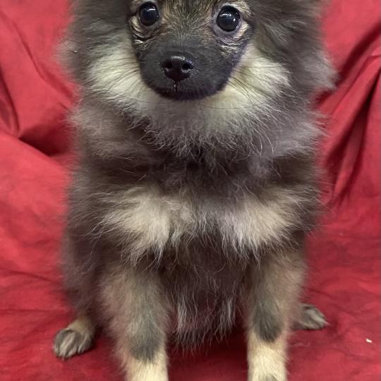 chiot Spitz allemand BISCOTTE spitz disponible Domaine de la Chantelaie