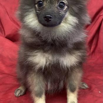 chiot Spitz allemand BISCOTTE spitz disponible Domaine de la Chantelaie
