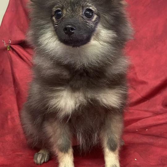 chiot Spitz allemand BISCOTTE spitz disponible Domaine de la Chantelaie