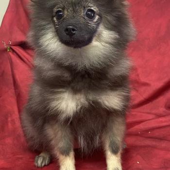 chiot Spitz allemand BISCOTTE spitz disponible Domaine de la Chantelaie
