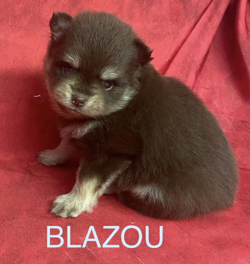 BLAZOU spitz à réserver Mâle Spitz allemand