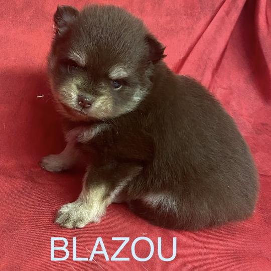 chiot Spitz allemand BLAZOU spitz à réserver Domaine de la Chantelaie