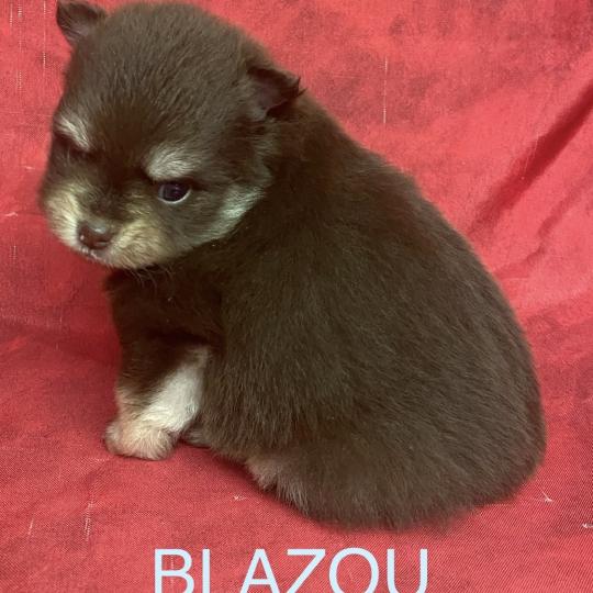 chiot Spitz allemand BLAZOU spitz à réserver Domaine de la Chantelaie
