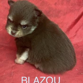 chiot Spitz allemand BLAZOU spitz à réserver Domaine de la Chantelaie