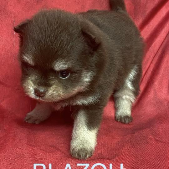 chiot Spitz allemand BLAZOU spitz à réserver Domaine de la Chantelaie