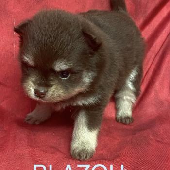chiot Spitz allemand BLAZOU spitz à réserver Domaine de la Chantelaie