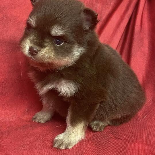 chiot Spitz allemand BLAZOU spitz à réserver Domaine de la Chantelaie