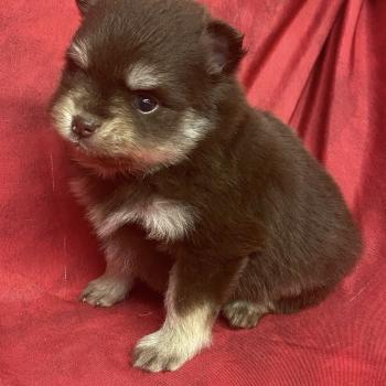 chiot Spitz allemand BLAZOU spitz à réserver Domaine de la Chantelaie