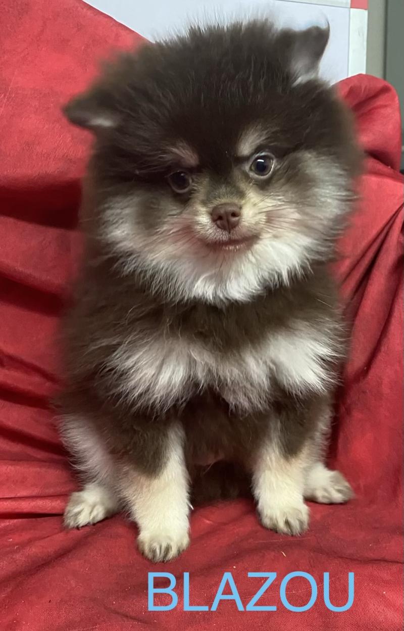 BLAZOU spitz DISPONIBLE Mâle Spitz allemand