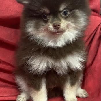 chiot Spitz allemand BLAZOU spitz disponible Domaine de la Chantelaie