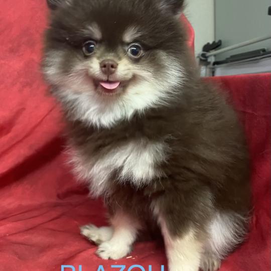 chiot Spitz allemand BLAZOU spitz disponible Domaine de la Chantelaie