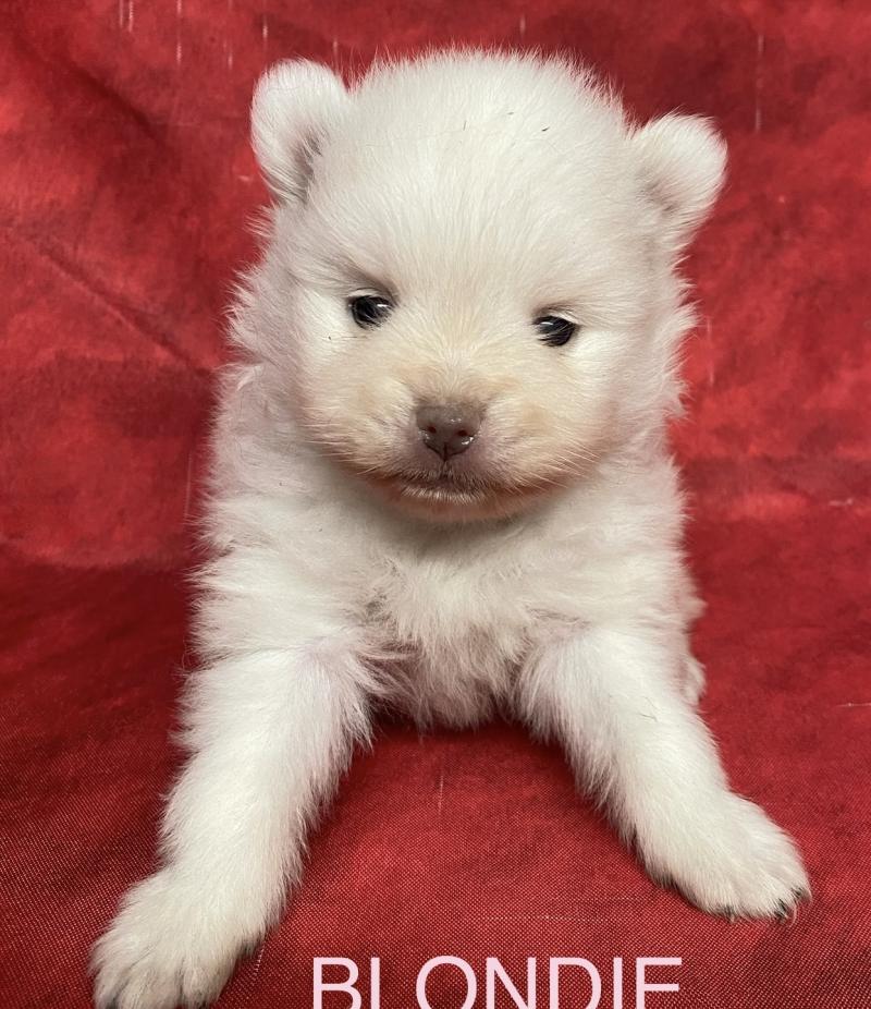 BLONDIE spitz à réserver Femelle Spitz allemand