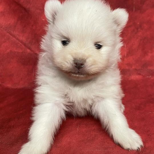 chiot Spitz allemand BLONDIE spitz à réserver Domaine de la Chantelaie