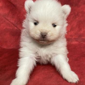chiot Spitz allemand BLONDIE spitz à réserver Domaine de la Chantelaie