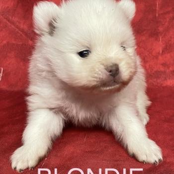 chiot Spitz allemand BLONDIE spitz à réserver Domaine de la Chantelaie