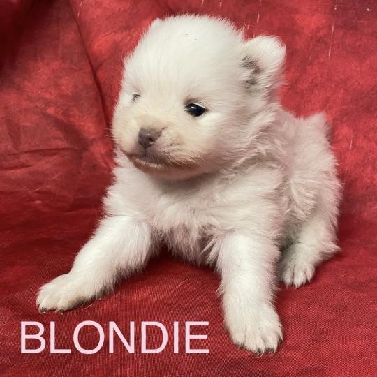 chiot Spitz allemand BLONDIE spitz à réserver Domaine de la Chantelaie