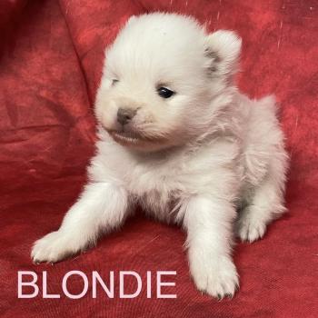 chiot Spitz allemand BLONDIE spitz à réserver Domaine de la Chantelaie