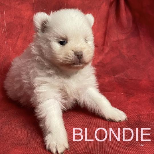 chiot Spitz allemand BLONDIE spitz à réserver Domaine de la Chantelaie