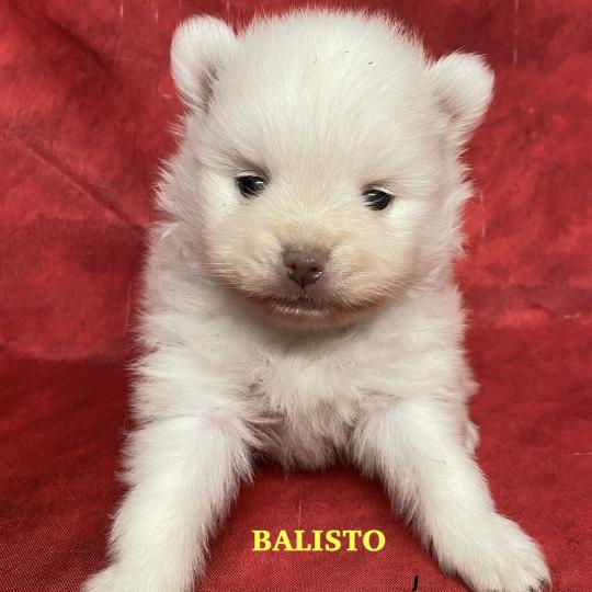 BALISTO spitz à réserver Mâle Spitz allemand