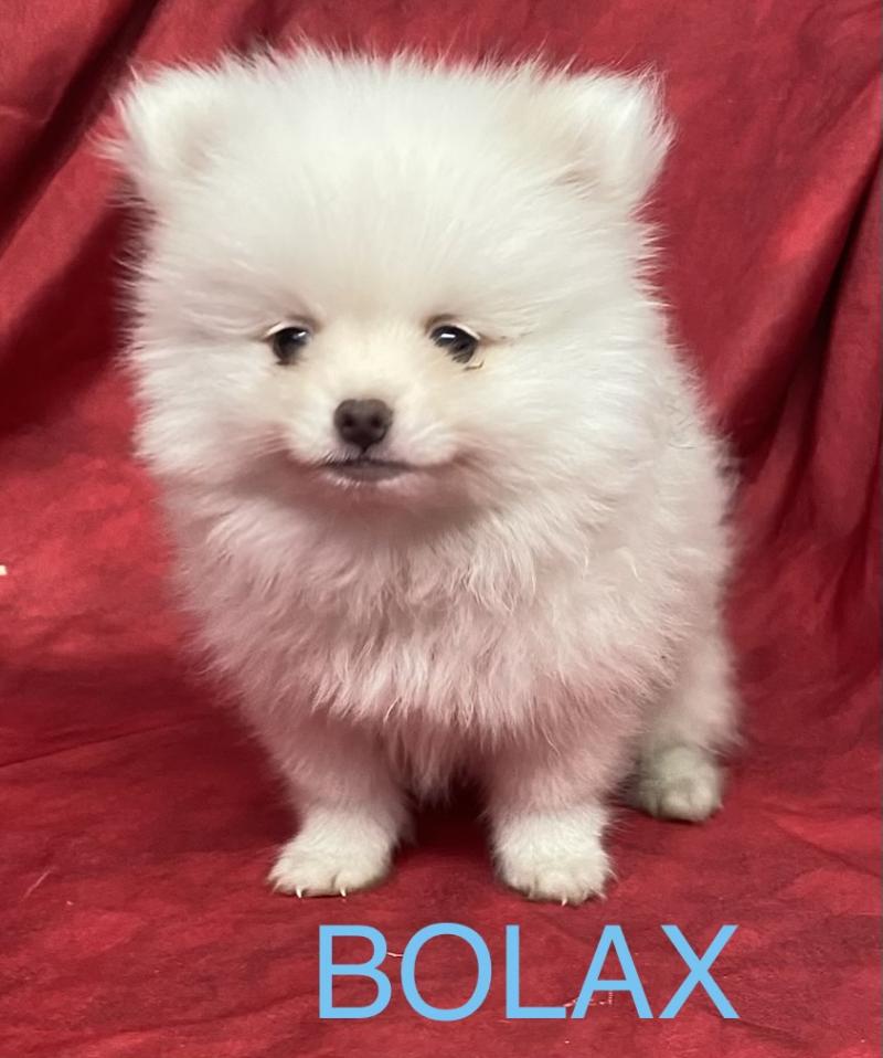BOLAX spitz nain DISPONIBLE Mâle Spitz allemand
