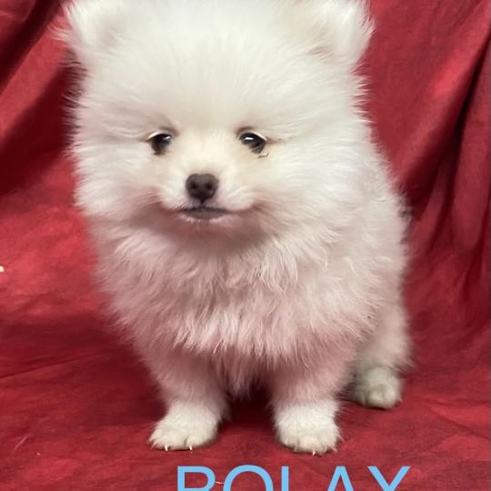chiot Spitz allemand BOLAX spitz nain disponible Domaine de la Chantelaie