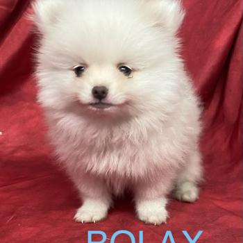 chiot Spitz allemand BOLAX spitz nain disponible Domaine de la Chantelaie