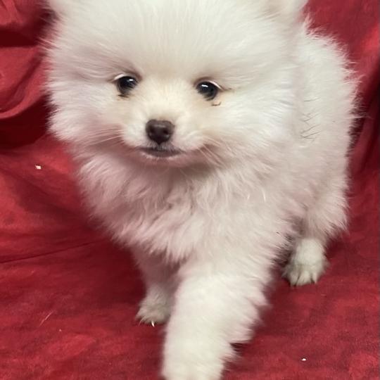 chiot Spitz allemand BOLAX spitz nain disponible Domaine de la Chantelaie