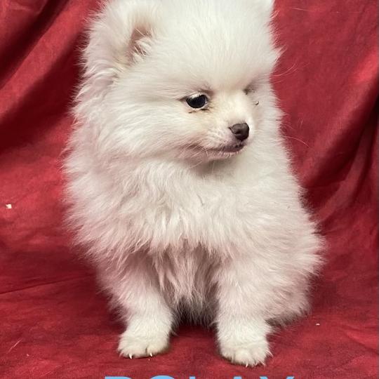 chiot Spitz allemand BOLAX spitz nain disponible Domaine de la Chantelaie