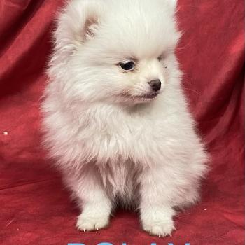 chiot Spitz allemand BOLAX spitz nain disponible Domaine de la Chantelaie