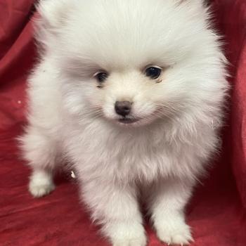 chiot Spitz allemand BOLAX spitz nain disponible Domaine de la Chantelaie