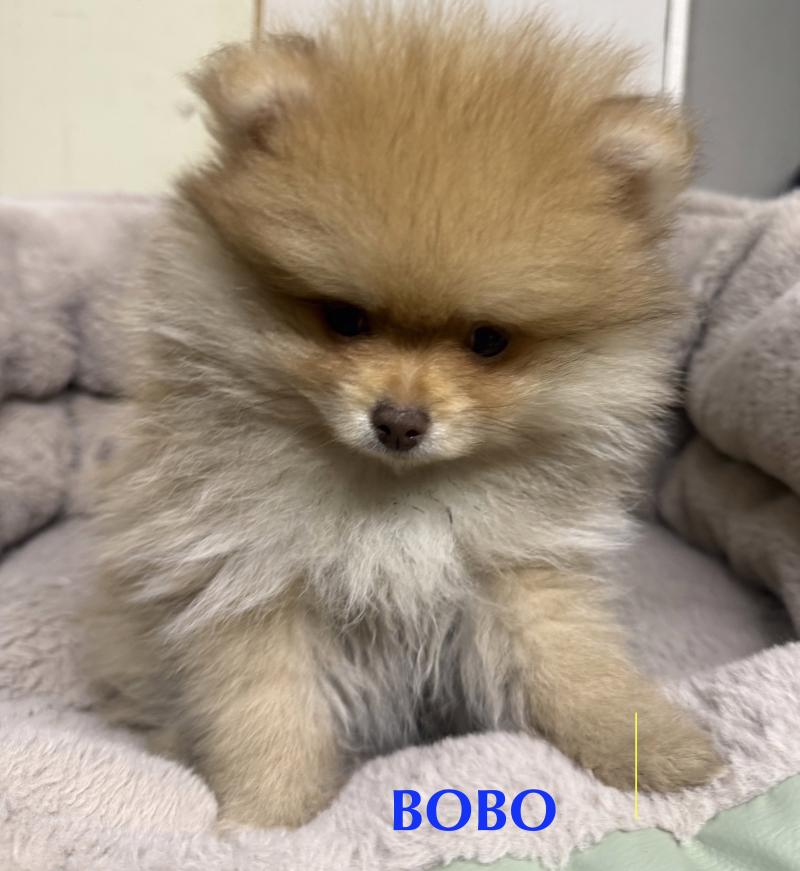 BOBO spitz nain disponible Mâle Spitz allemand