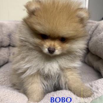 chiot Spitz allemand BOBO spitz nain disponible Domaine de la Chantelaie