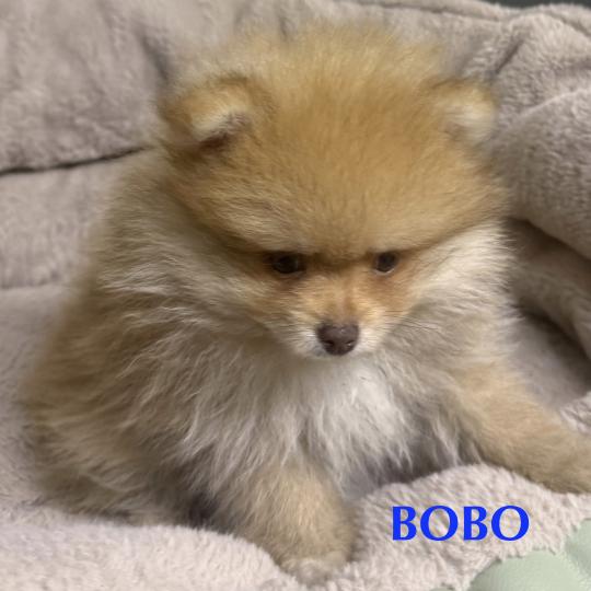 chiot Spitz allemand BOBO spitz nain disponible Domaine de la Chantelaie