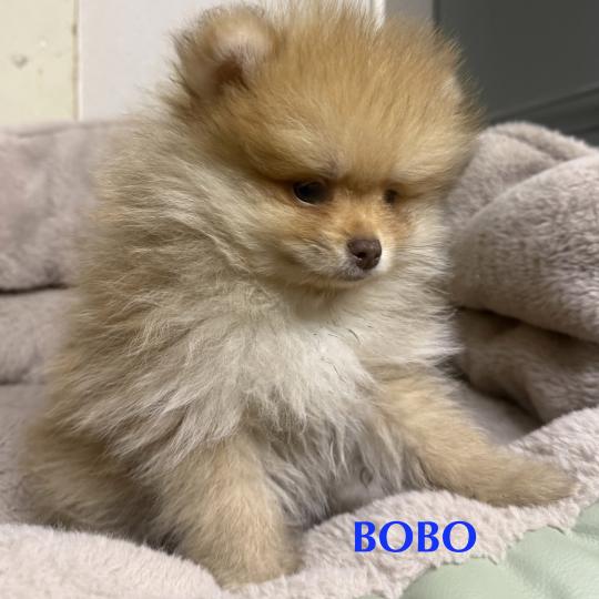 chiot Spitz allemand BOBO spitz nain disponible Domaine de la Chantelaie