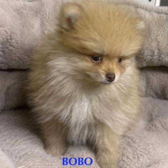 chiot Spitz allemand BOBO spitz nain disponible Domaine de la Chantelaie