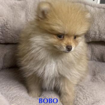 chiot Spitz allemand BOBO spitz nain disponible Domaine de la Chantelaie