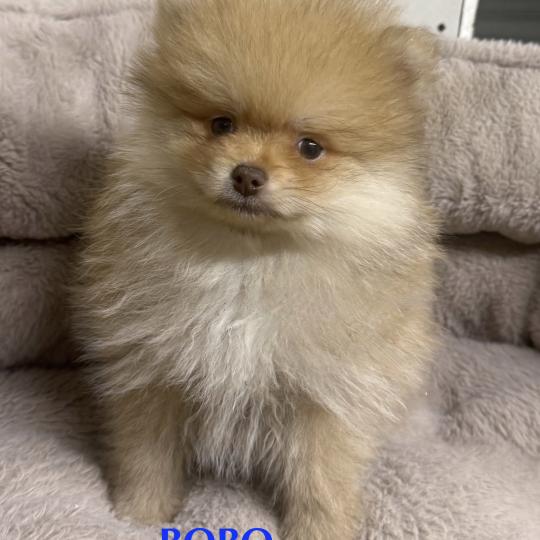 chiot Spitz allemand BOBO spitz nain disponible Domaine de la Chantelaie