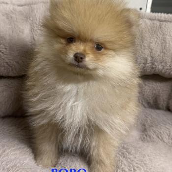 chiot Spitz allemand BOBO spitz nain disponible Domaine de la Chantelaie
