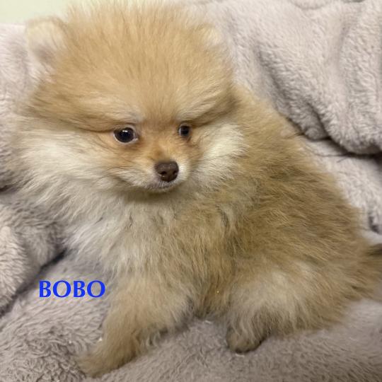 chiot Spitz allemand BOBO spitz nain disponible Domaine de la Chantelaie