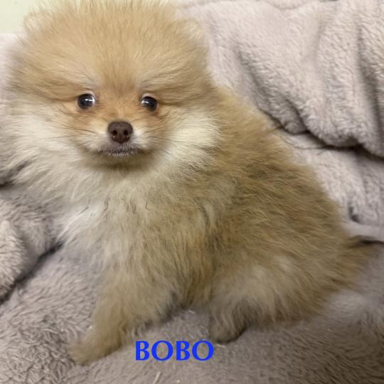 chiot Spitz allemand BOBO spitz nain disponible Domaine de la Chantelaie